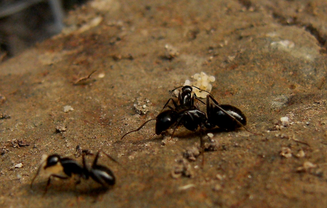 Camponotus sp.